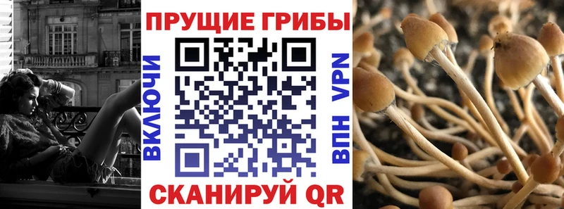 Псилоцибиновые грибы Psilocybe  Купить где  Волжск 